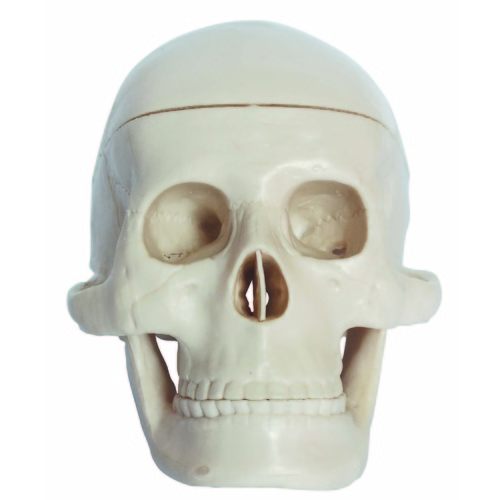 Anatomical Miniature Plastic Skull Model