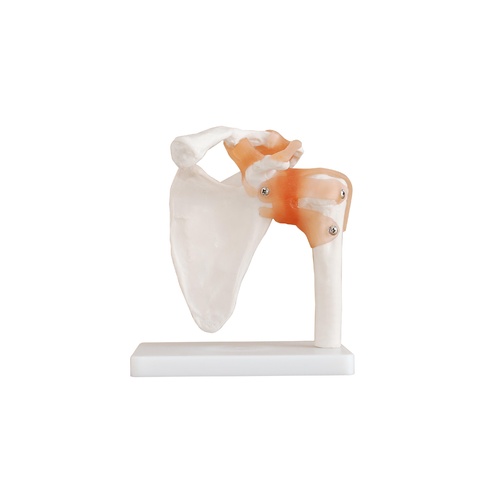 Anatomical Model Life-Size of Shoulder Joint
