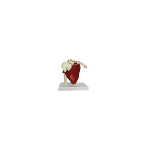 Anatomical Life-Sized Muscled Shoulder Model