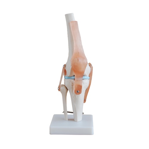 Anatomical Model Life-Size Knee Joint
