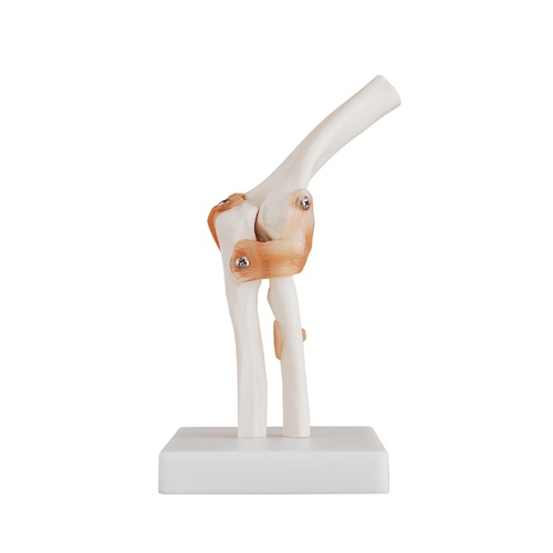 Anatomical Model Life-Size Elbow Joint