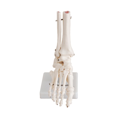 Anatomical Model Life-Size Foot Joint