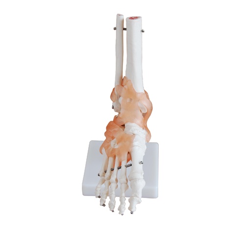 Anatomical Model Life-Size Foot Joint with Ligaments