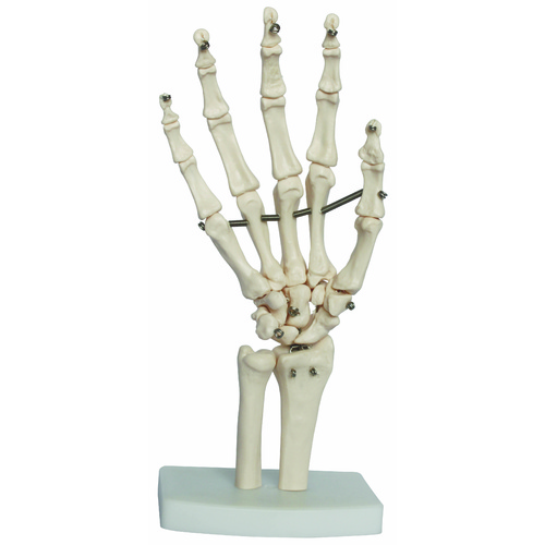 Anatomical Model Life-Size Hand Joint