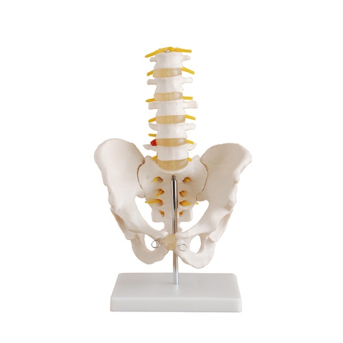 Anatomical Model Life-Size Pelvis with 5pcs Lumbar Vertebrae