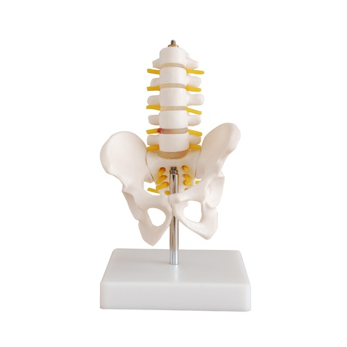 Half-Size Anatomical Pelvis Model along with 5pcs Lumbar Vertebrae