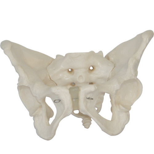 Anatomical Adult Female Pelvis Model