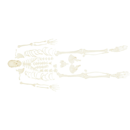 Anatomical Disarticulated Skeleton Model with Skull