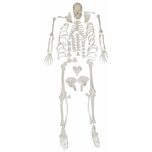 Anatomical Disarticulated Skeleton Model with Skull