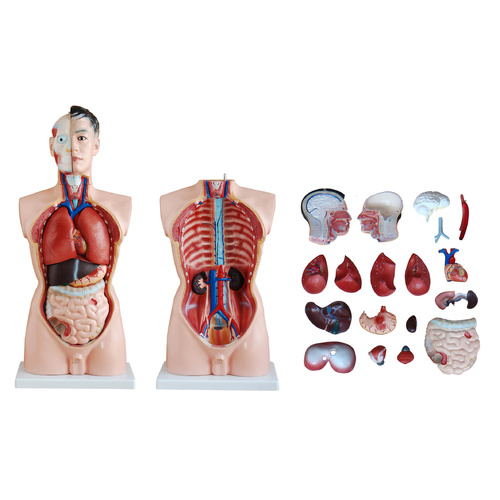 Anatomical Model 85CM Male Torso 19 Parts 