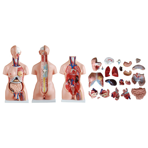 Anatomical 85CM Unisex Torso Model of 23 Parts