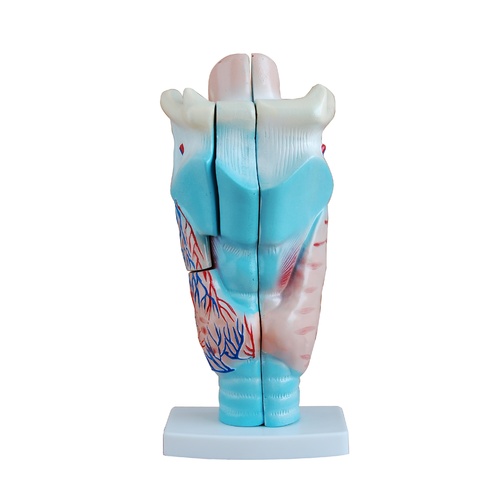 Anatomical Magnified Human Larynx Model