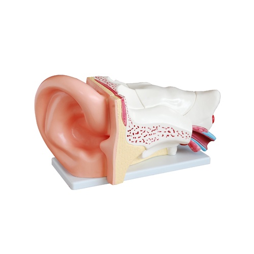 New Style Anatomical Giant Ear Model