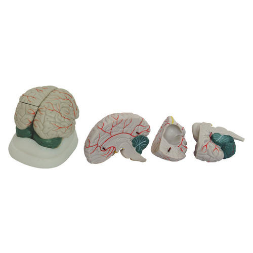 New Style Anatomical Brain Model