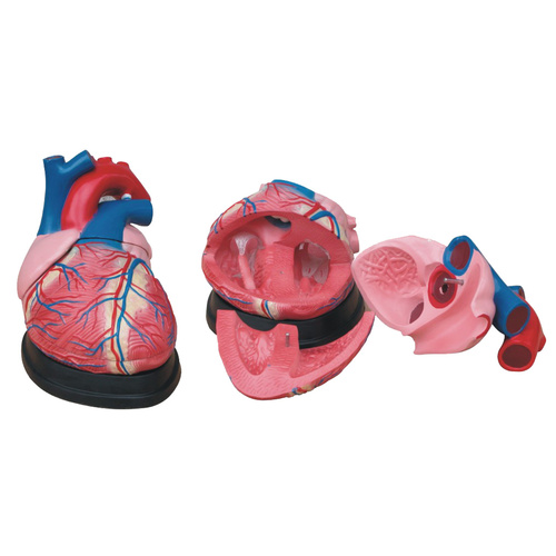 Anatomical Jumbo Heart Model