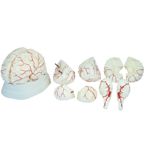 Anatomical Brain Model along with Arteries