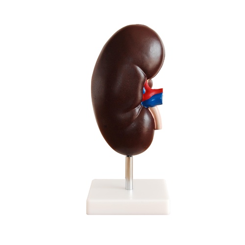 Anatomical Kidney Model (2 parts)
