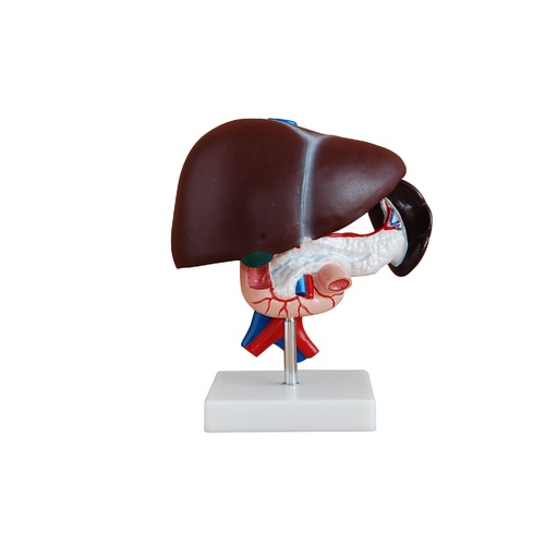 Anatomical Liver, Pancreas and Duodenum Model