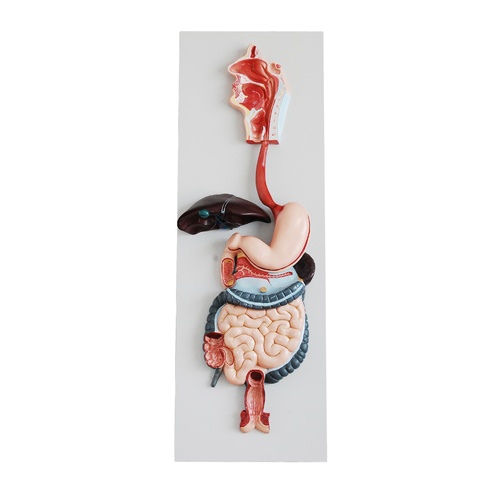 Anatomical Human Digestive System Model