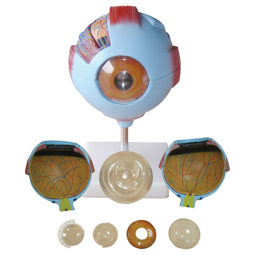 Anatomical Giant Eye Model