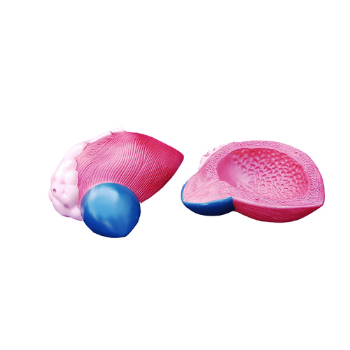 Anatomical Expansion Model of Urinary Bladder