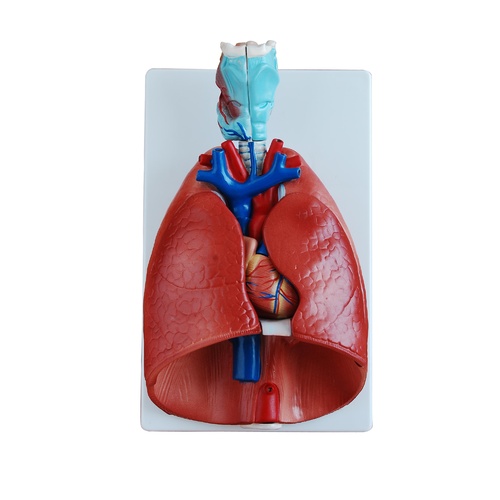 Anatomical Larynx, Heart and Lung Model