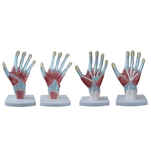 Palm Anatomical Model