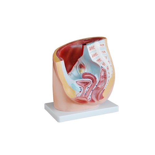 Anatomical Human Female Pelvis Model Section (1 part)