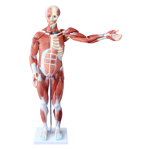 80CM Human Anatomical Muscle Model Male (27 Parts)