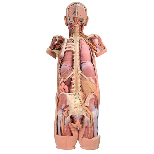 Anatomical Model- Nervous System Dissection