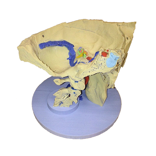 Anatomical Model-  Temporal Bone Model 