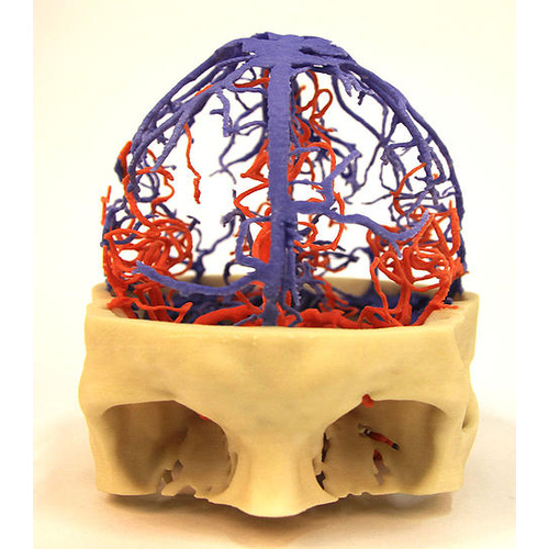 Anatomical Model- Arterial and Venous Circulation