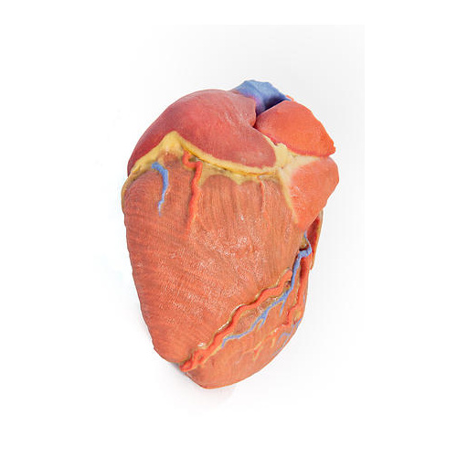 Anatomical Model- Heart