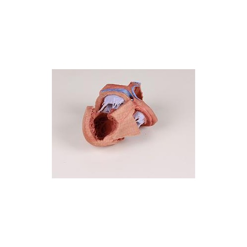 Anatomical Model- Heart internal structures