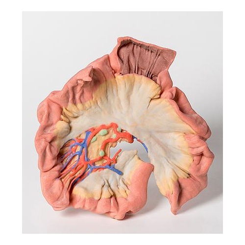 Anatomical Model- Bowel Portion of Jejenum 