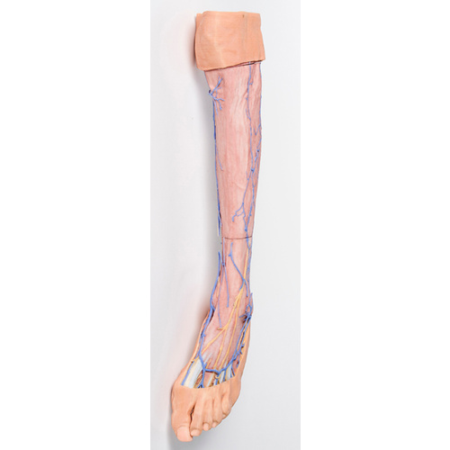 Anatomical Model- Lower Limb superficial veins