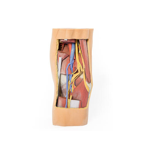 anatomical model popliteal fossa distal thigh and proximal leg popliteal fossa