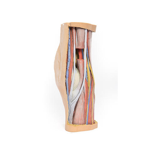 anatomical model popliteal fossa popliteal fossa