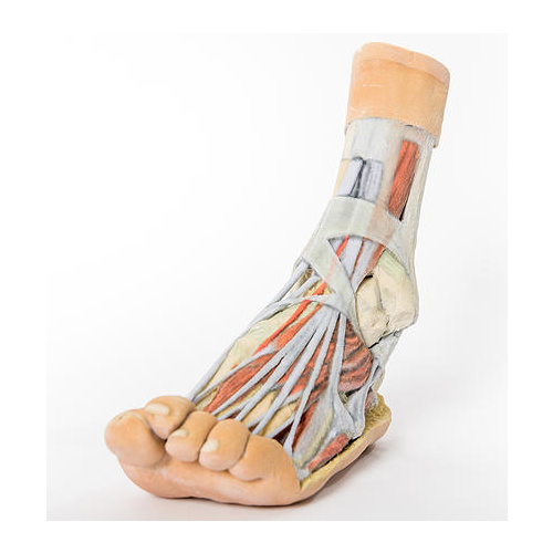 Anatomical Model- Foot Superficial and deep dissection of the distal leg and foot