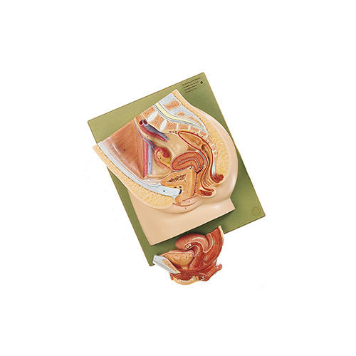 Median Section of the Female Pelvis