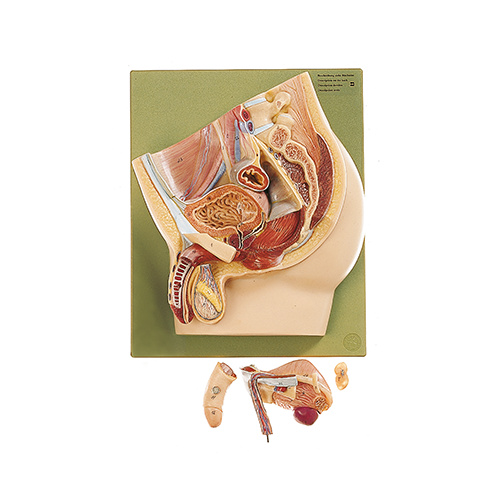 Median Section of the Male Pelvis