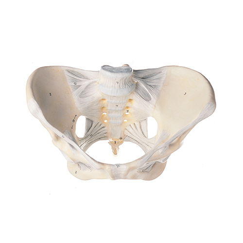 Female Pelvis with Ligamentous Apparatus