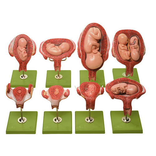 PREGNANCY SERIES (14pt)