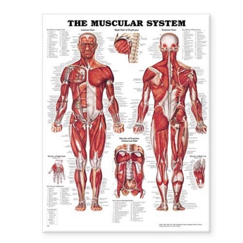 The Muscular System -Laminated  Anatomical Chart 