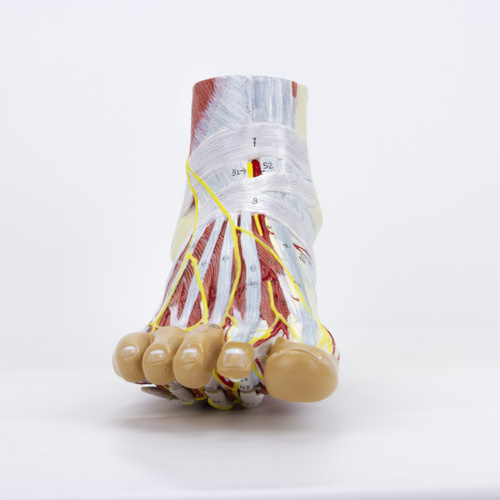 Foot Model, 9-Parts