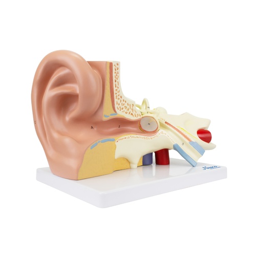 Ear Model, 3X Enlarged, 3-Parts