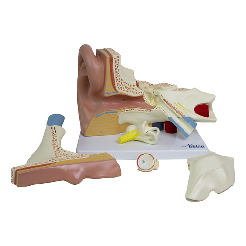 Ear Model, 3X Enlarged, 5-Parts