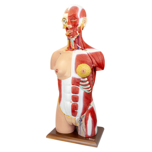 Dual-Sex Muscular Torso with Open Neck & Back Model, 28 Parts