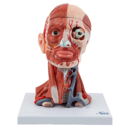 Neck and Head Musculature Model, 10-Parts