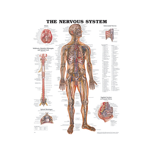 The Nervous System Chart